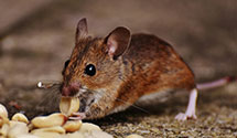 24 Hour & Emergency Exterminators in Harrington Park, NJ